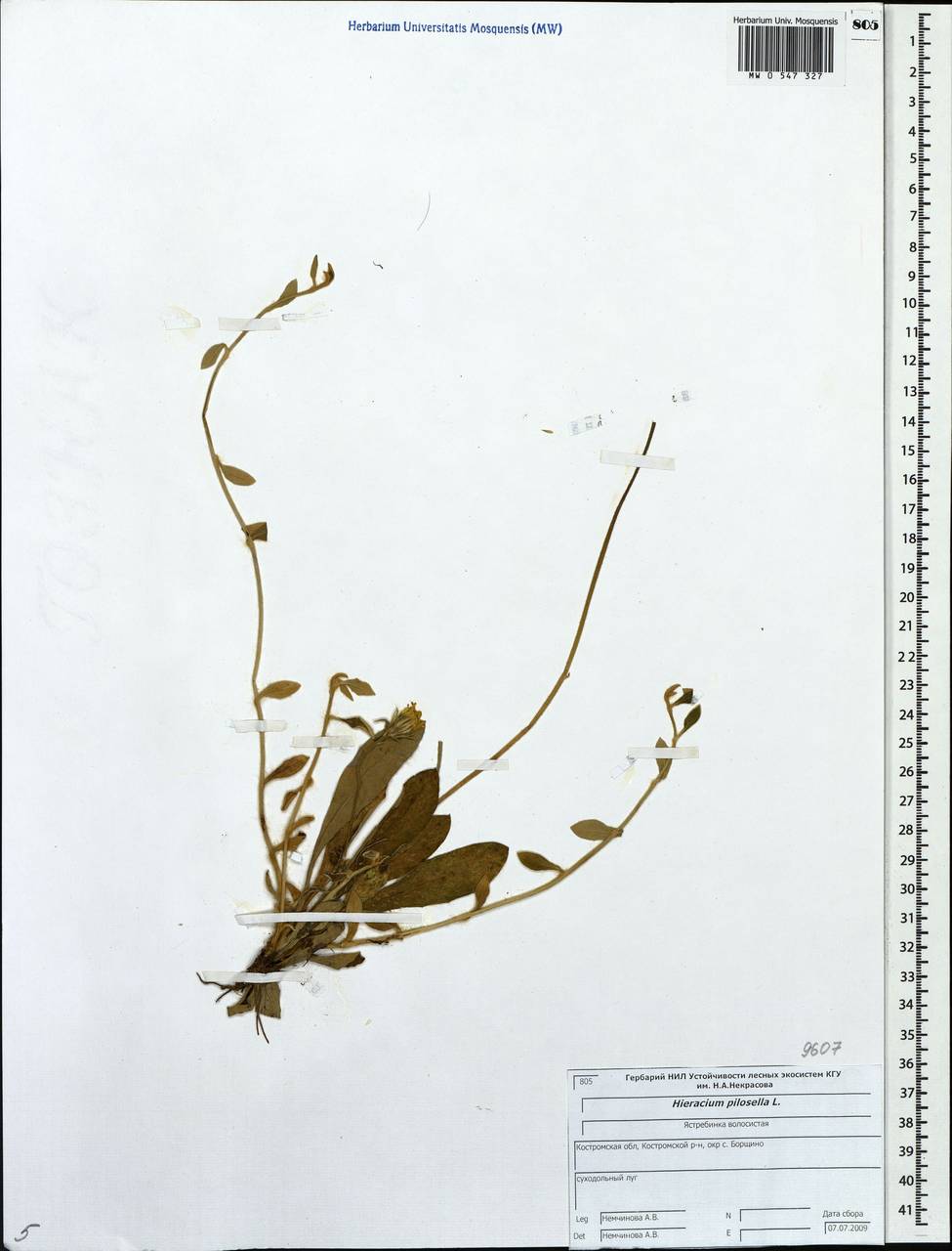 Pilosella officinarum Vaill., Eastern Europe, Central forest region (E5) (Russia)