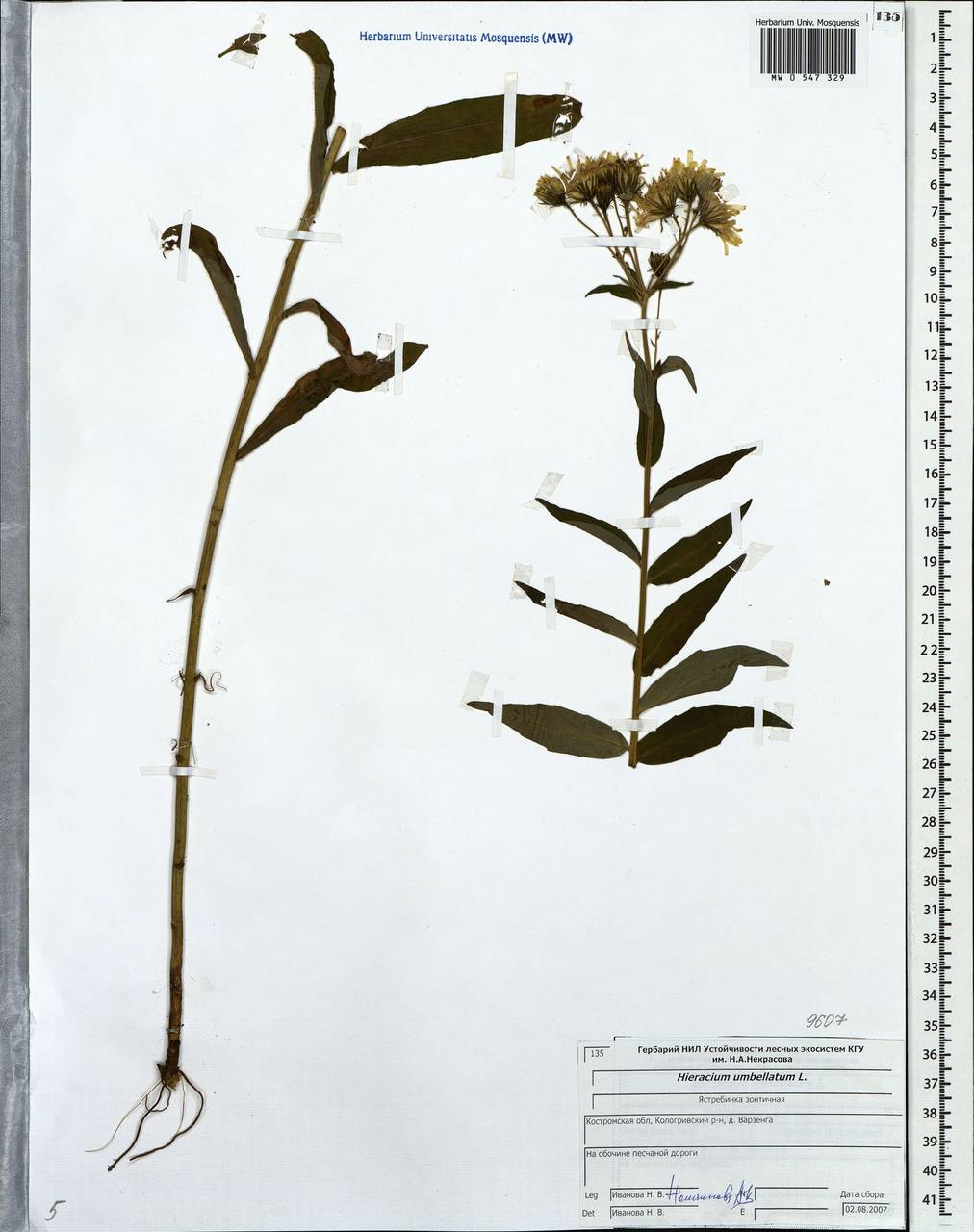 Hieracium umbellatum L., Eastern Europe, Central forest region (E5) (Russia)