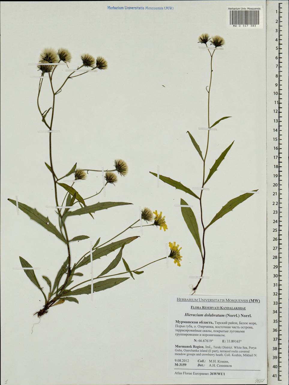 Hieracium dolabratum (Norrl.) Norrl., Eastern Europe, Northern region (E1) (Russia)