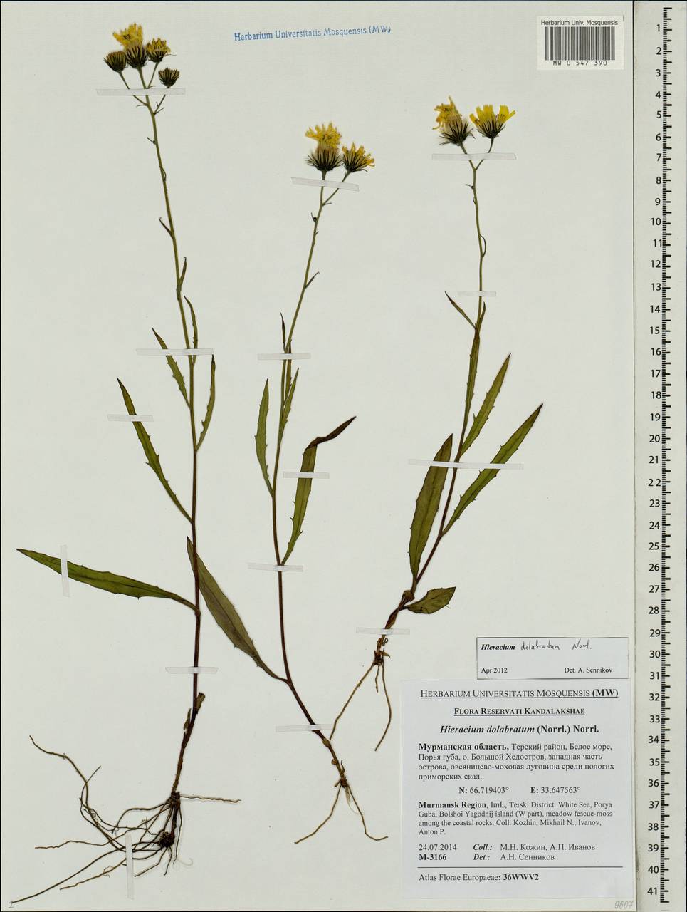 Hieracium dolabratum (Norrl.) Norrl., Eastern Europe, Northern region (E1) (Russia)