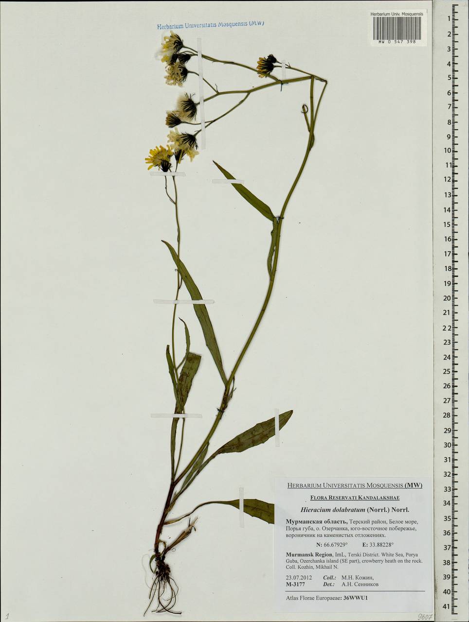 Hieracium dolabratum (Norrl.) Norrl., Eastern Europe, Northern region (E1) (Russia)