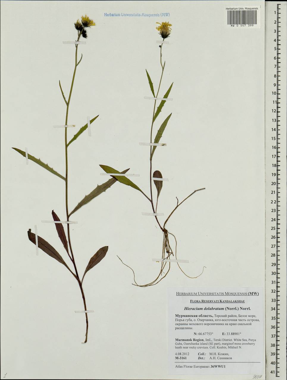 Hieracium dolabratum (Norrl.) Norrl., Eastern Europe, Northern region (E1) (Russia)