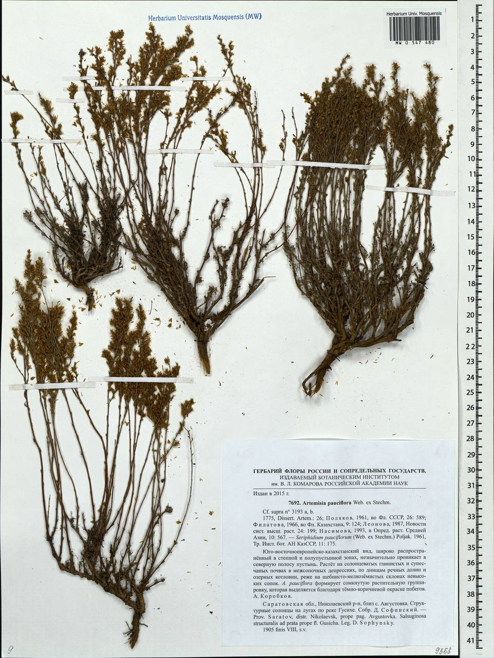 Artemisia pauciflora Weber, Eastern Europe, Middle Volga region (E8) (Russia)