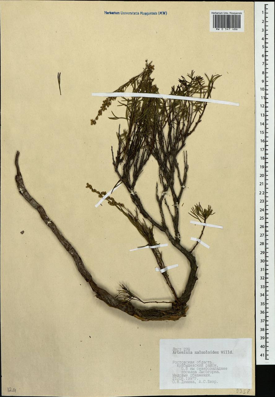 Artemisia salsoloides Willd., Eastern Europe, Rostov Oblast (E12a) (Russia)