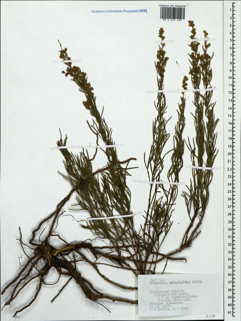 Artemisia salsoloides Willd., Eastern Europe, Rostov Oblast (E12a) (Russia)