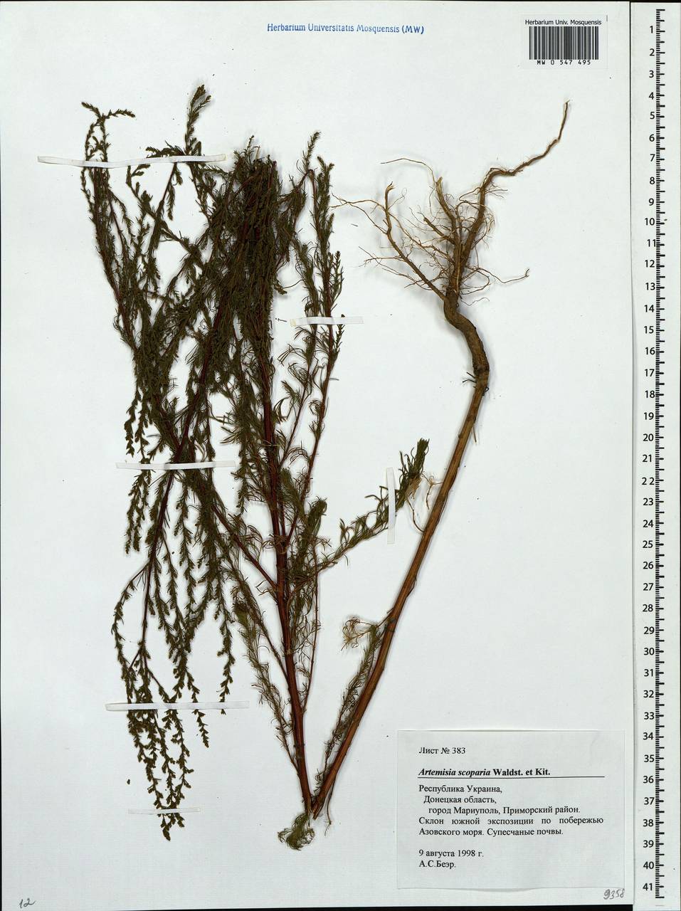 Artemisia scoparia Waldst. & Kit., Eastern Europe, South Ukrainian region (E12) (Ukraine)
