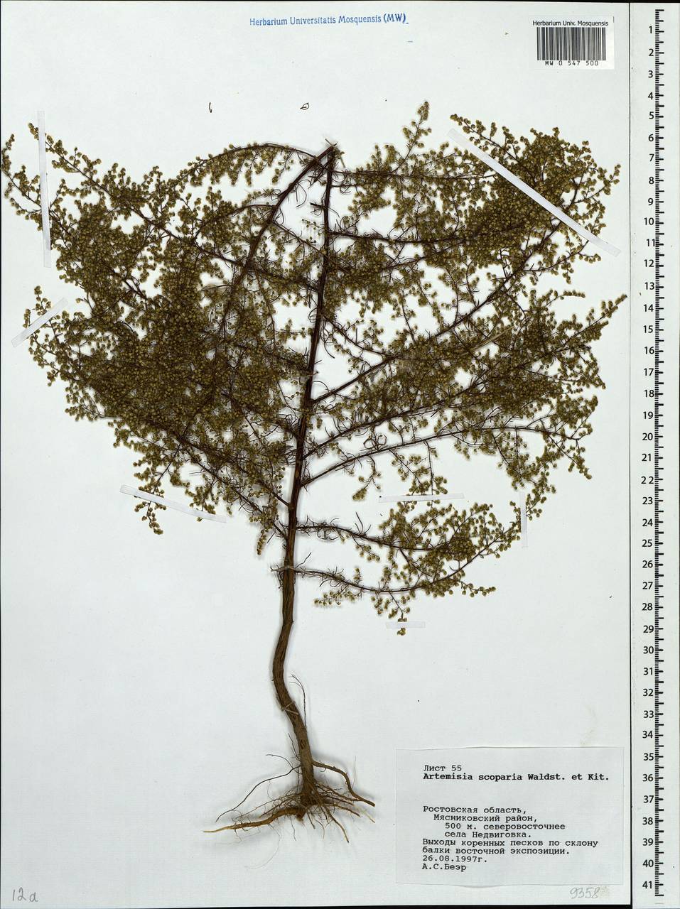 Artemisia scoparia Waldst. & Kit., Eastern Europe, Rostov Oblast (E12a) (Russia)