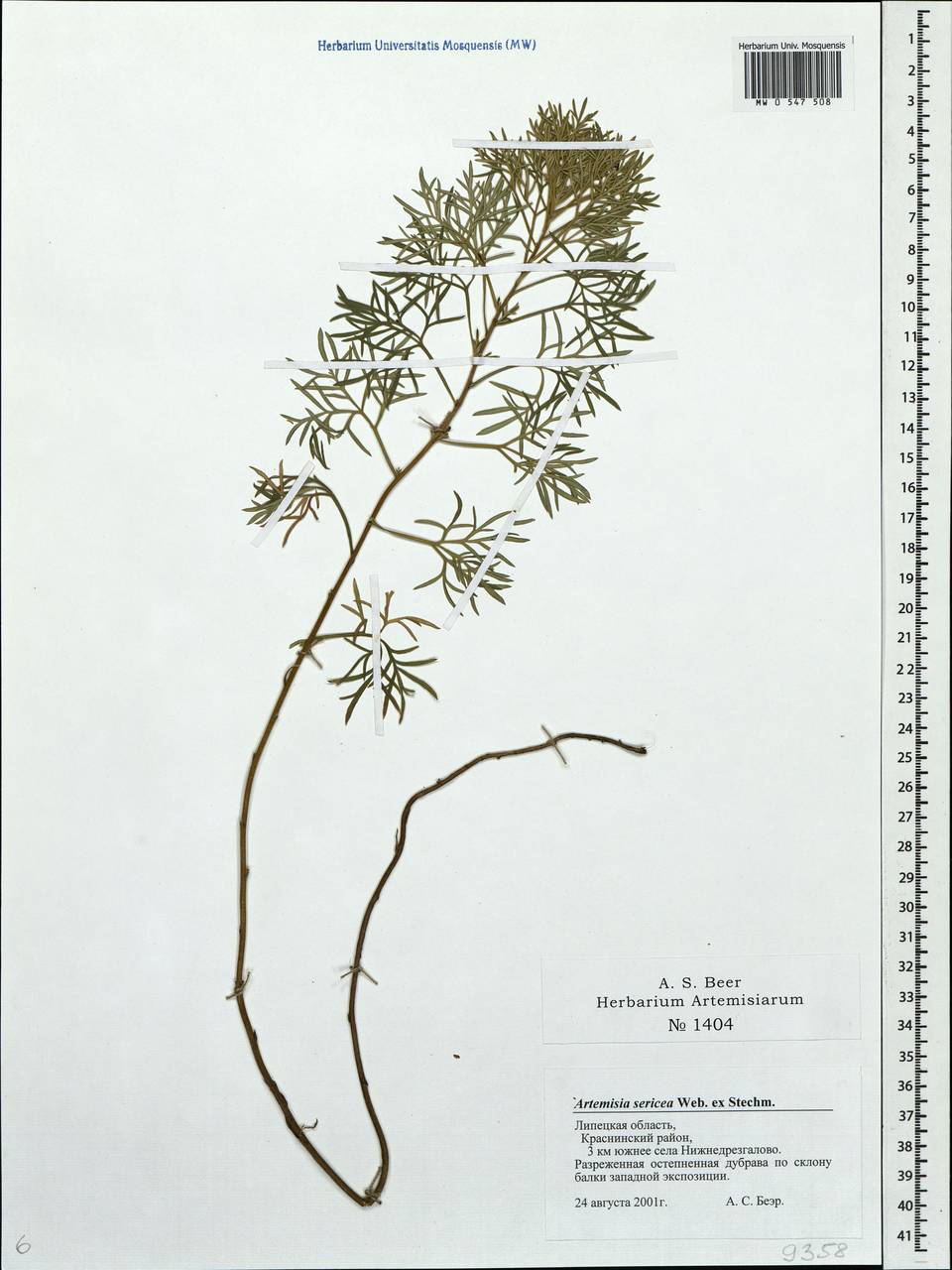 Artemisia sericea (Besser) Weber, Eastern Europe, Central forest-and-steppe region (E6) (Russia)
