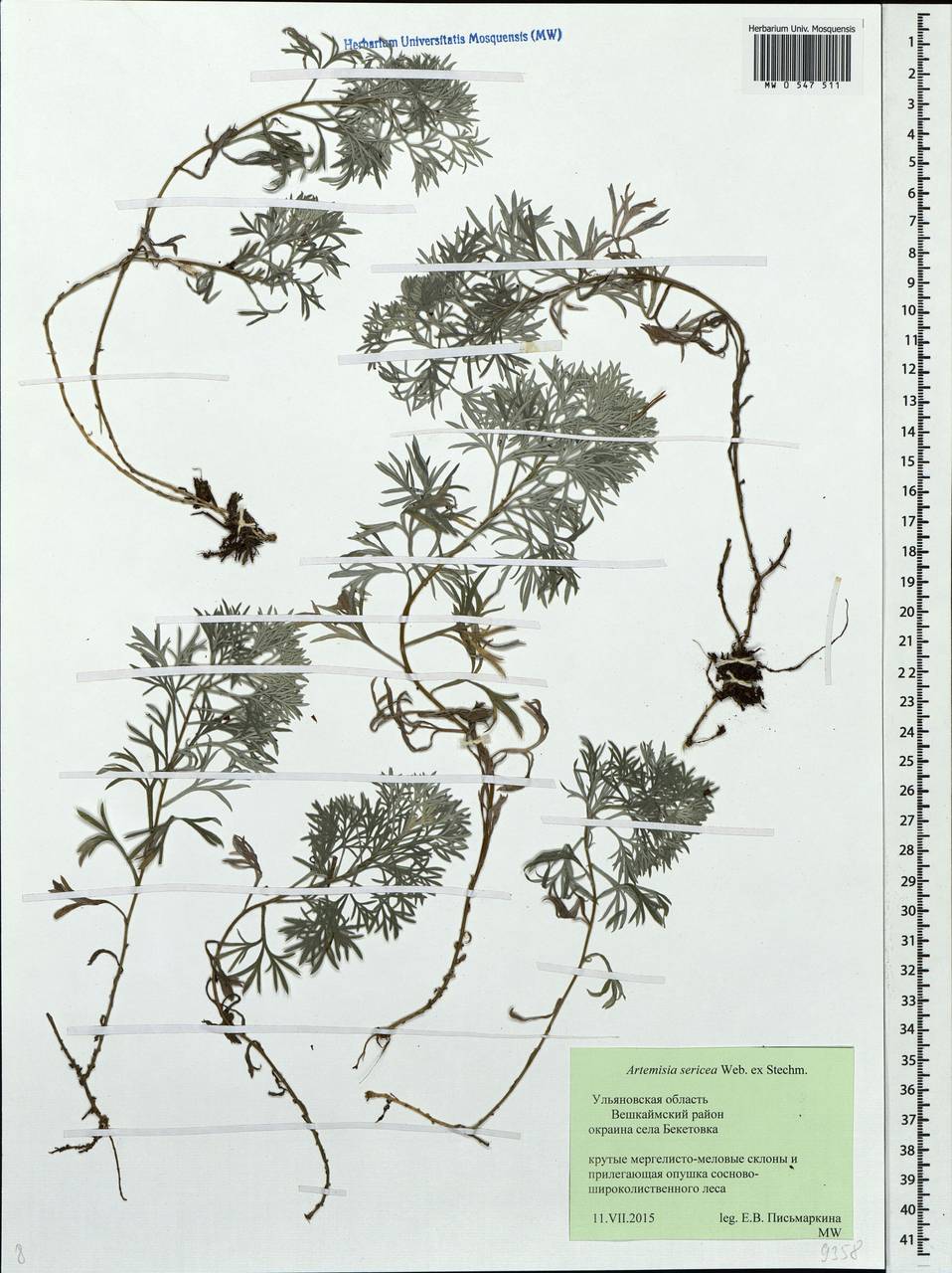 Artemisia sericea (Besser) Weber, Eastern Europe, Middle Volga region (E8) (Russia)