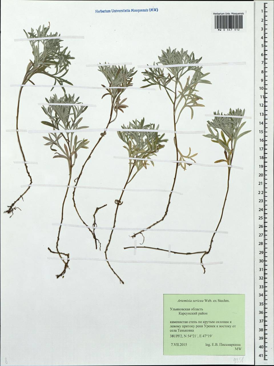 Artemisia sericea (Besser) Weber, Eastern Europe, Middle Volga region (E8) (Russia)