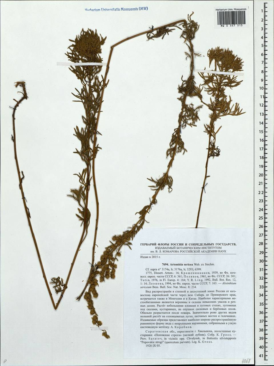 Artemisia sericea (Besser) Weber, Eastern Europe, Lower Volga region (E9) (Russia)