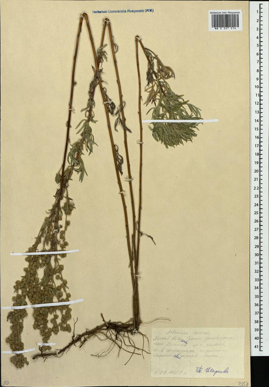 Artemisia sericea (Besser) Weber, Eastern Europe, Eastern region (E10) (Russia)