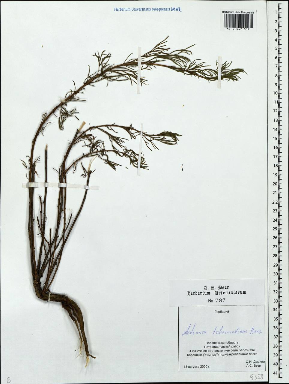Artemisia marschalliana Spreng., Eastern Europe, Central forest-and-steppe region (E6) (Russia)