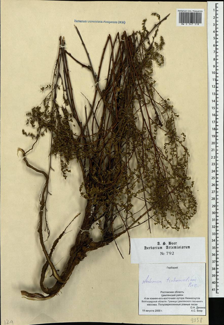 Artemisia marschalliana Spreng., Eastern Europe, Rostov Oblast (E12a) (Russia)