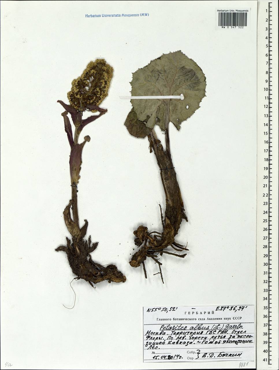 Petasites albus (L.) Gaertn., Eastern Europe, Moscow region (E4a) (Russia)