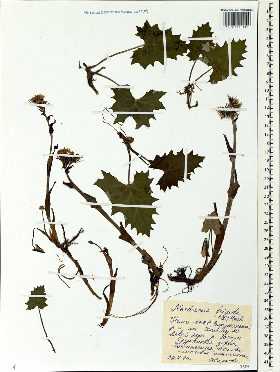 Petasites frigidus (L.) Fr., Eastern Europe, Northern region (E1) (Russia)