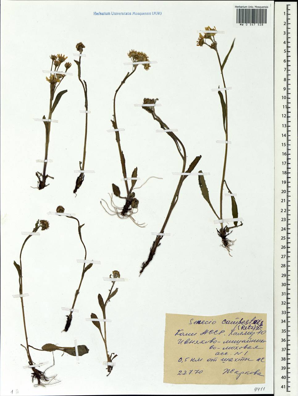 Tephroseris integrifolia subsp. integrifolia, Eastern Europe, Northern region (E1) (Russia)