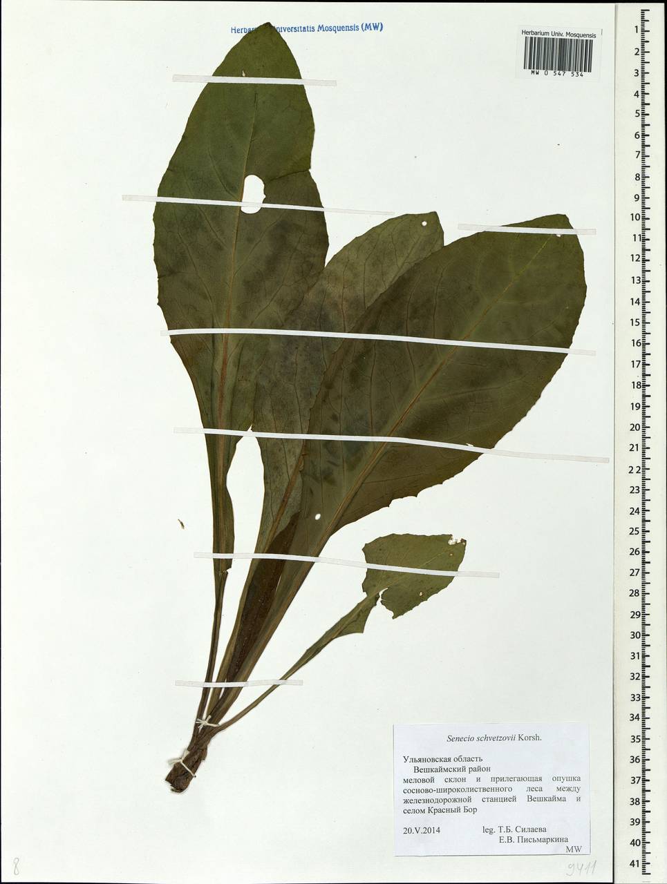 Senecio macrophyllus M. Bieb., Eastern Europe, Middle Volga region (E8) (Russia)
