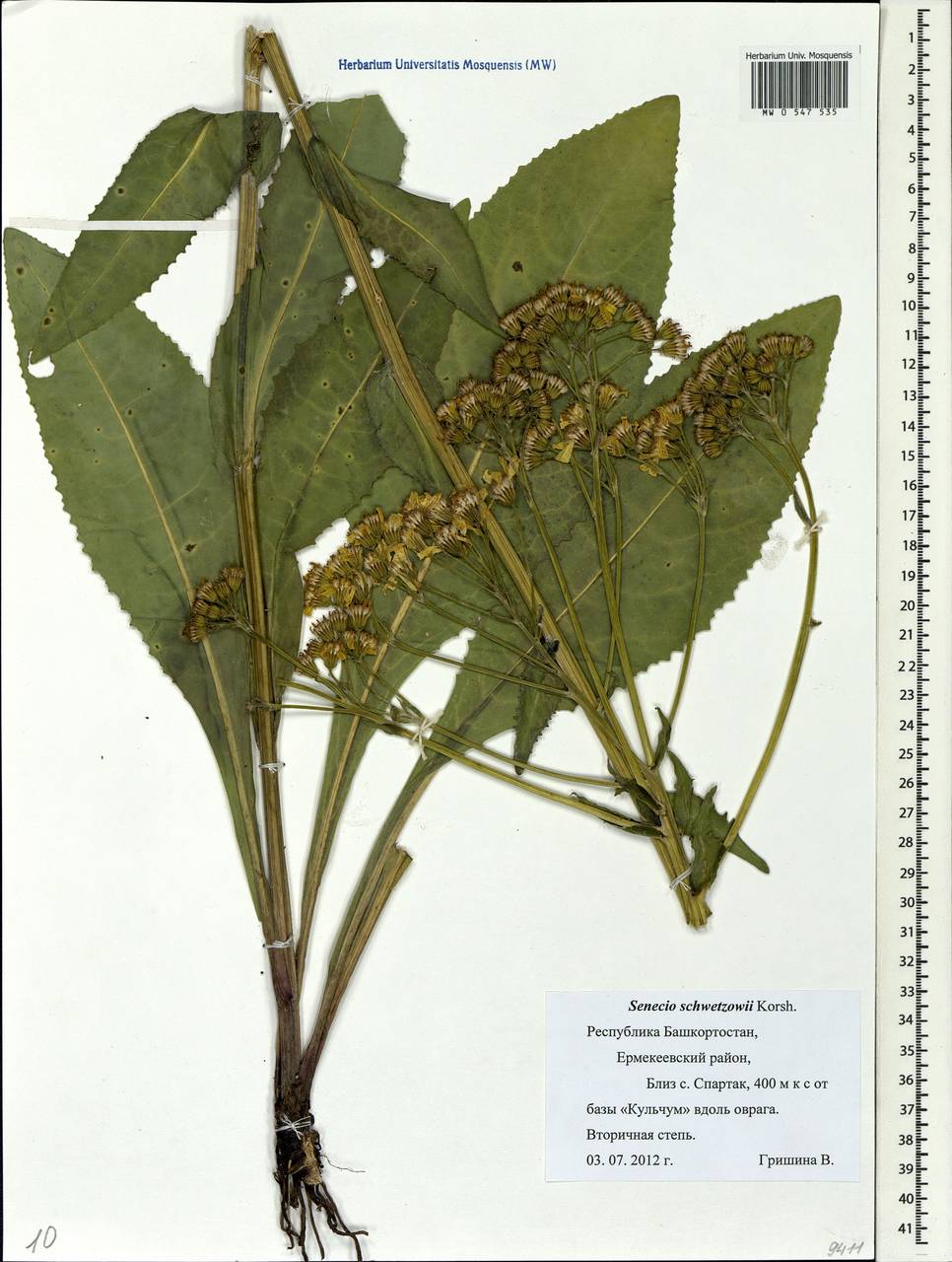 Senecio macrophyllus M. Bieb., Eastern Europe, Eastern region (E10) (Russia)