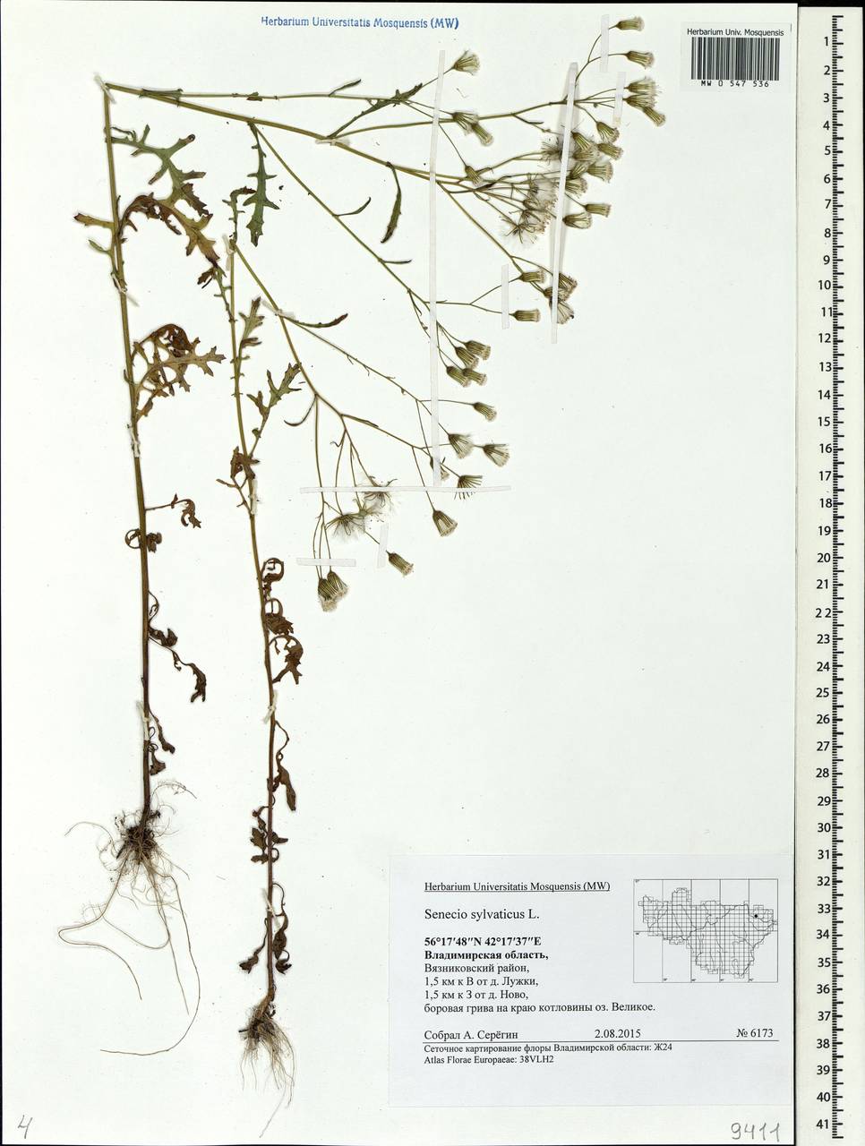 Senecio sylvaticus L., Eastern Europe, Central region (E4) (Russia)
