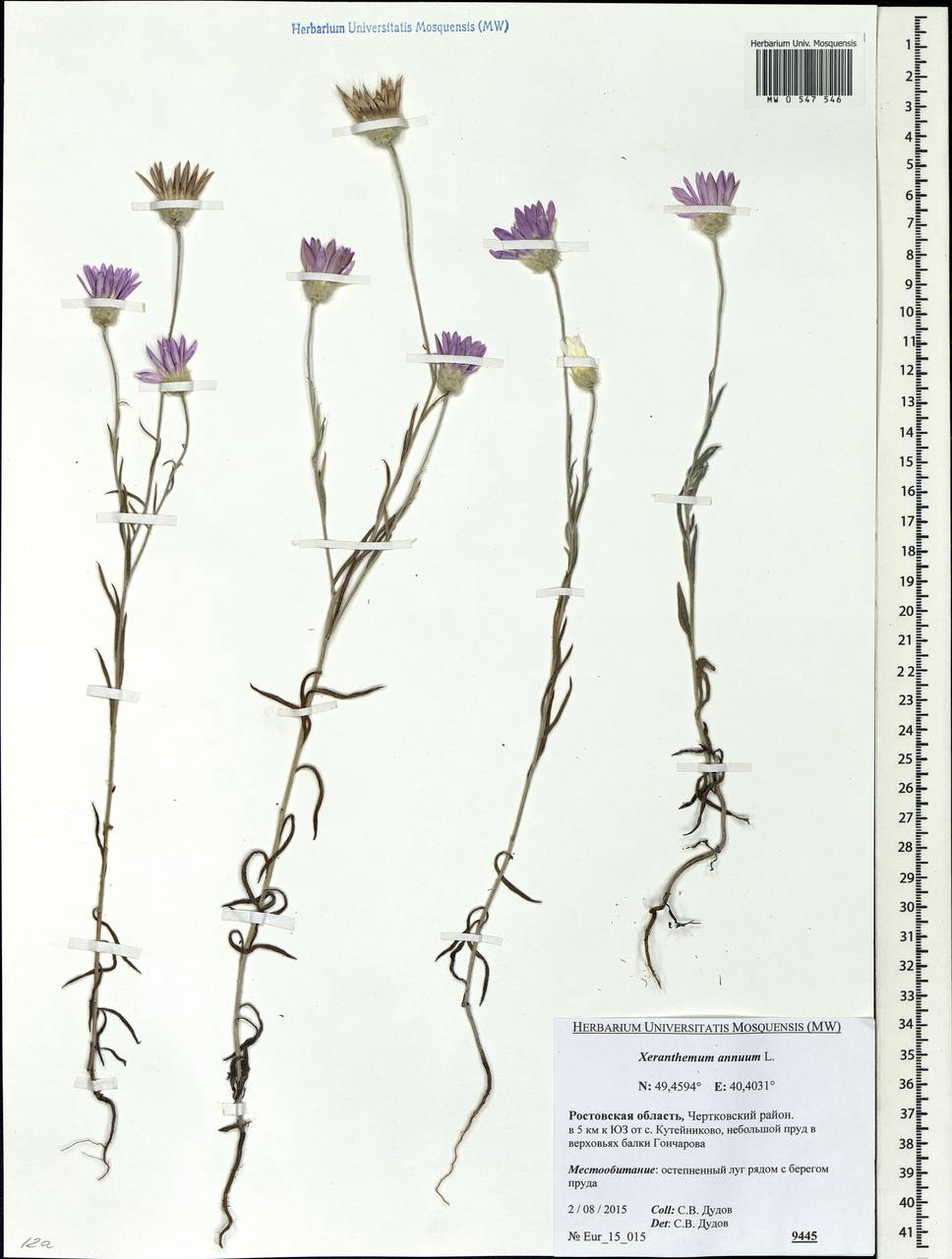 Xeranthemum annuum L., Eastern Europe, Rostov Oblast (E12a) (Russia)