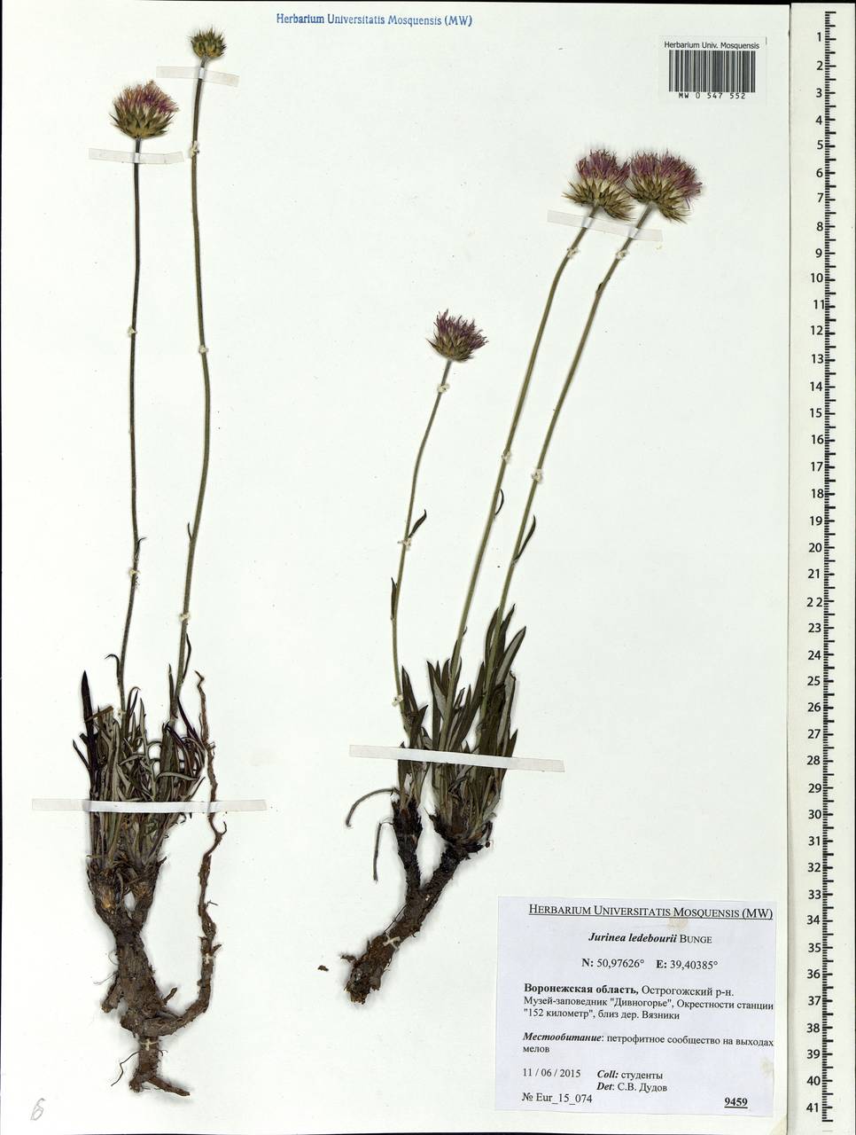 Jurinea ledebourii Bunge, Eastern Europe, Central forest-and-steppe region (E6) (Russia)