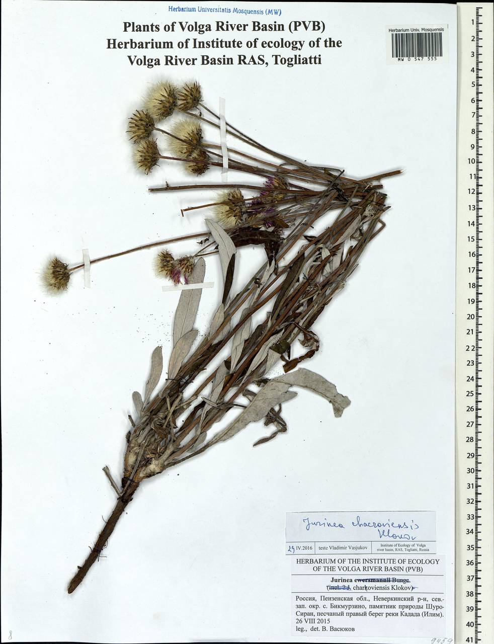 Jurinea ewersmanii Bunge, Eastern Europe, Middle Volga region (E8) (Russia)