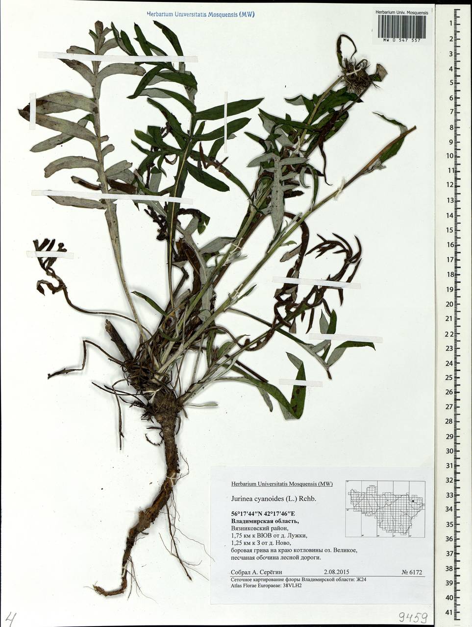 Jurinea cyanoides (L.) Rchb., Eastern Europe, Central region (E4) (Russia)