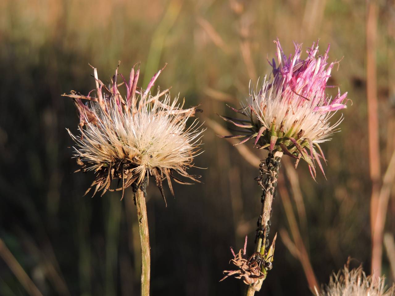 Jurinea cyanoides (L.) Rchb., Eastern Europe, Central region (E4) (Russia)