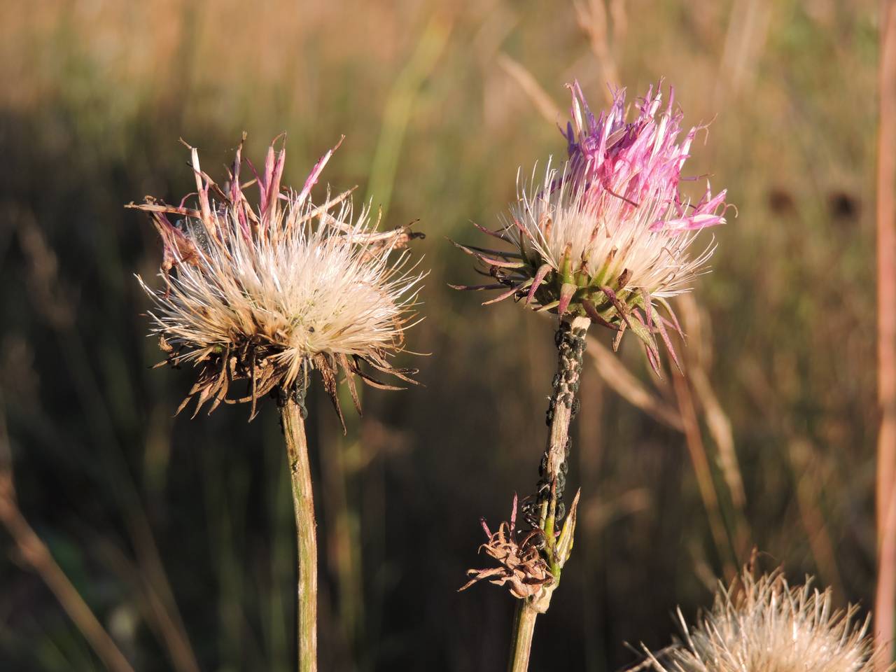 Jurinea cyanoides (L.) Rchb., Eastern Europe, Central region (E4) (Russia)