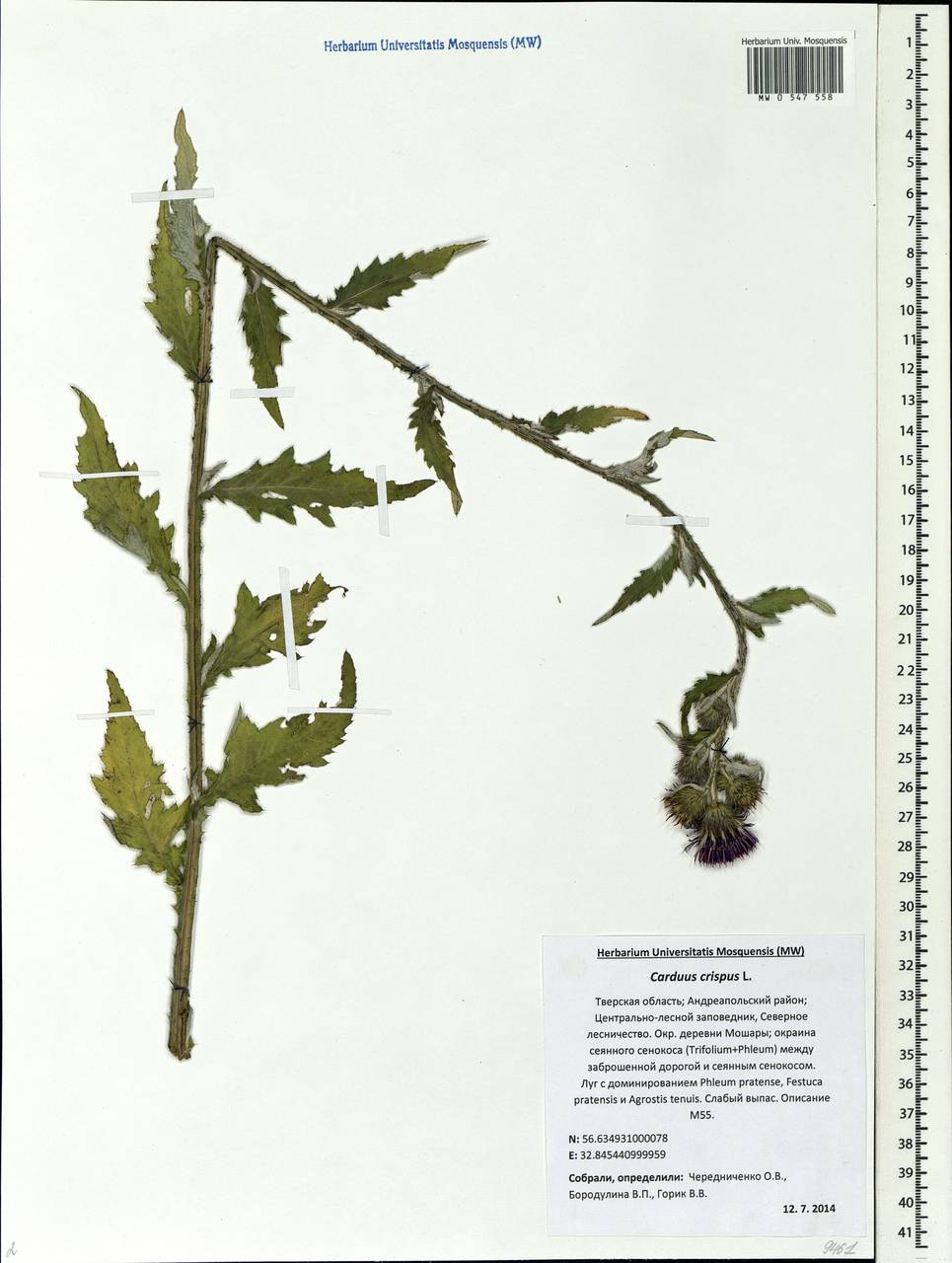 Carduus crispus L., Eastern Europe, North-Western region (E2) (Russia)
