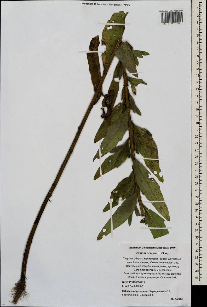 Cirsium arvense (L.) Scop., Eastern Europe, North-Western region (E2) (Russia)