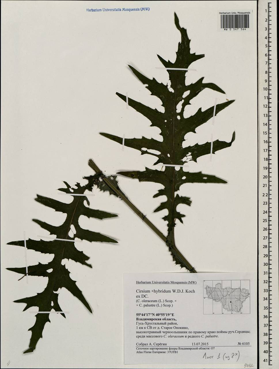 Cirsium ×hybridum W. D. J. Koch ex DC., Eastern Europe, Central region (E4) (Russia)