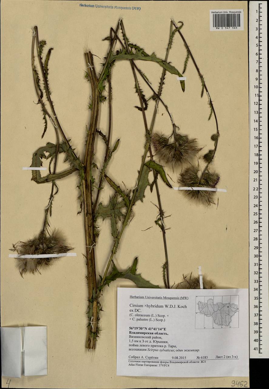 Cirsium ×hybridum W. D. J. Koch ex DC., Eastern Europe, Central region (E4) (Russia)