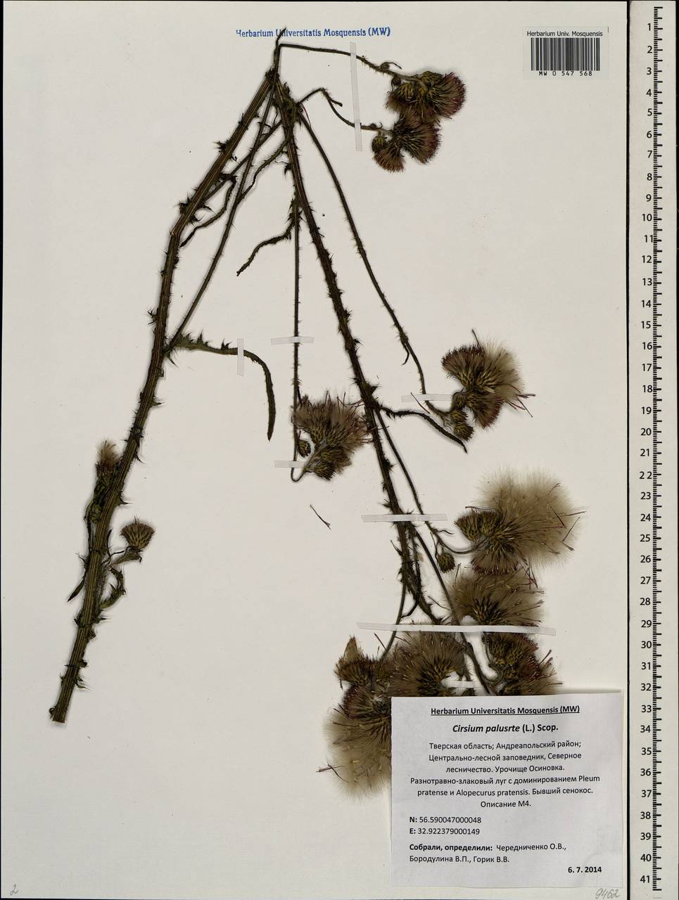 Cirsium palustre (L.) Scop., Eastern Europe, North-Western region (E2) (Russia)