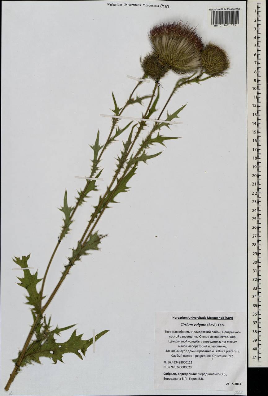 Cirsium vulgare (Savi) Ten., Eastern Europe, North-Western region (E2) (Russia)