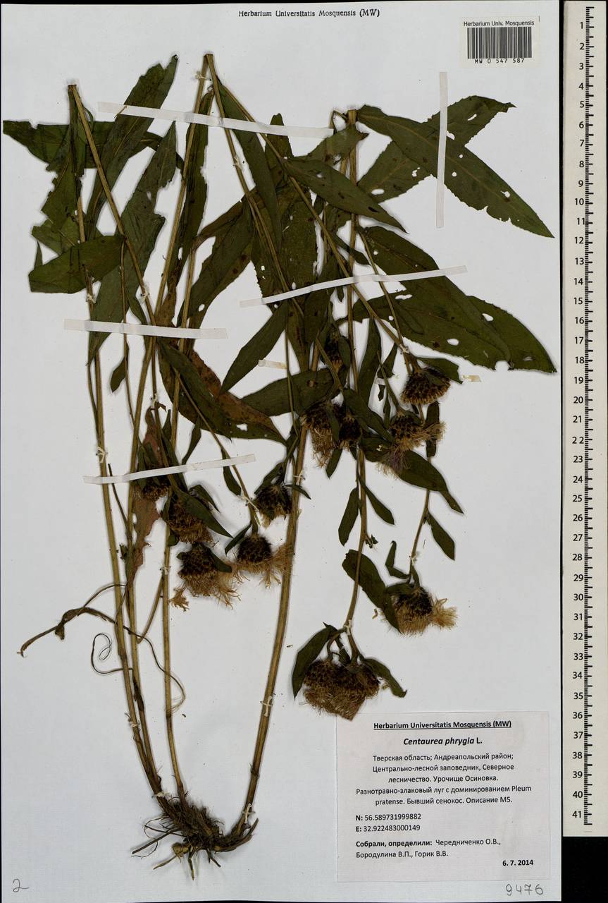 Centaurea phrygia L., Eastern Europe, North-Western region (E2) (Russia)