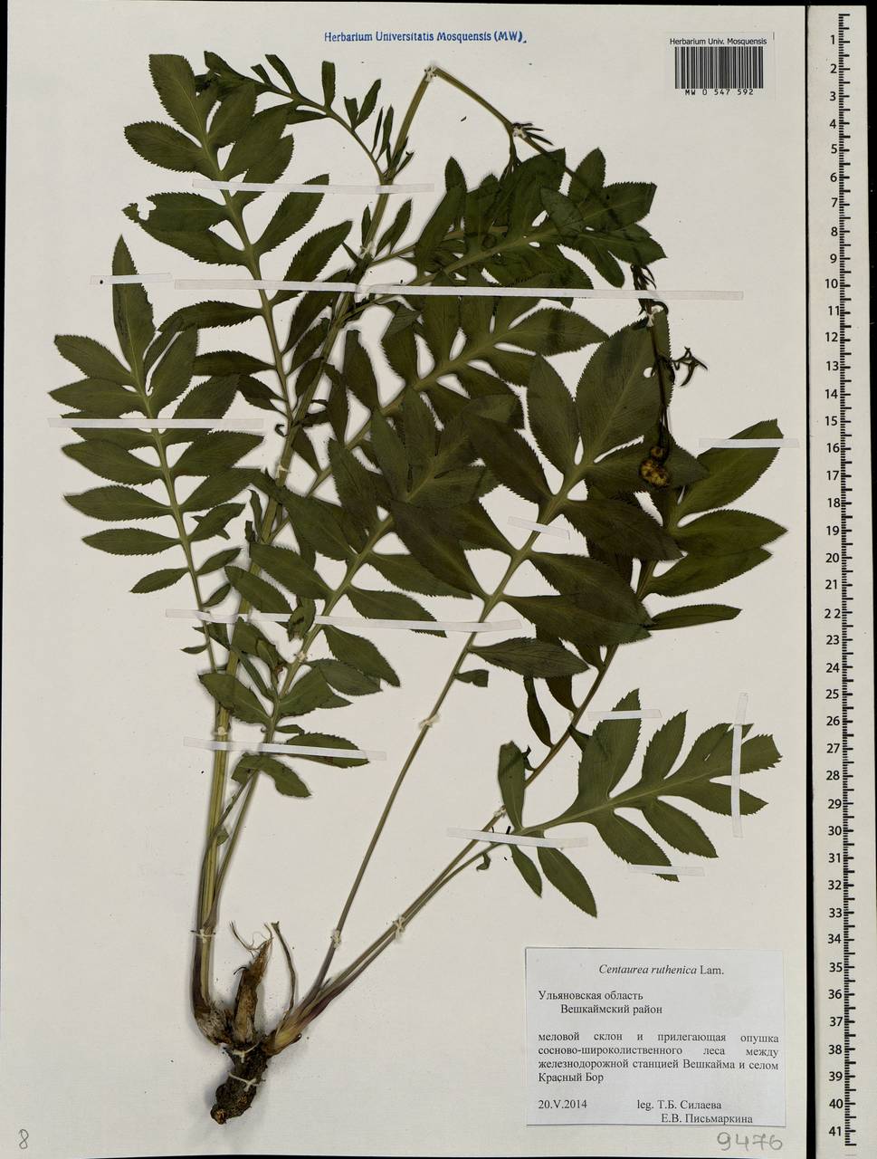 Rhaponticoides ruthenica (Lam.) M. V. Agab. & Greuter, Eastern Europe, Middle Volga region (E8) (Russia)