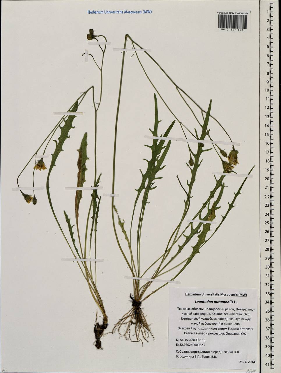 Scorzoneroides autumnalis subsp. autumnalis, Eastern Europe, North-Western region (E2) (Russia)