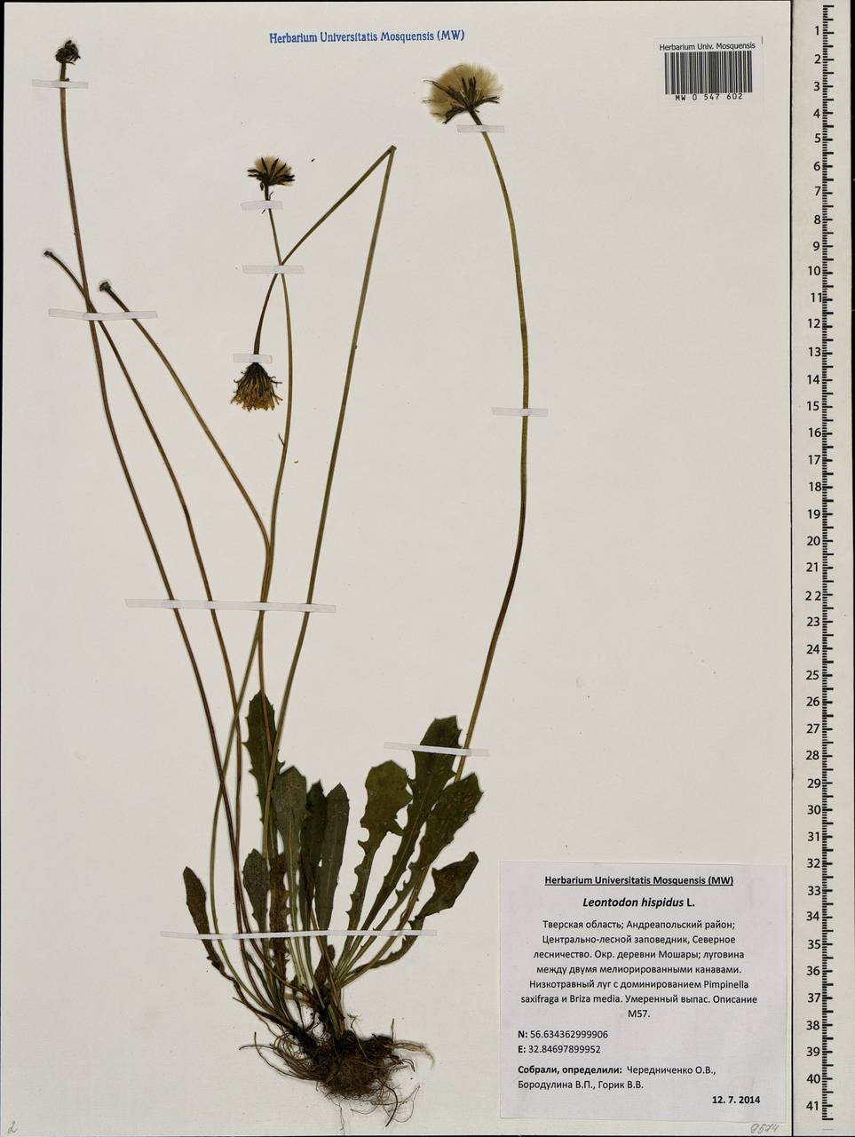 Leontodon hispidus L., Eastern Europe, North-Western region (E2) (Russia)