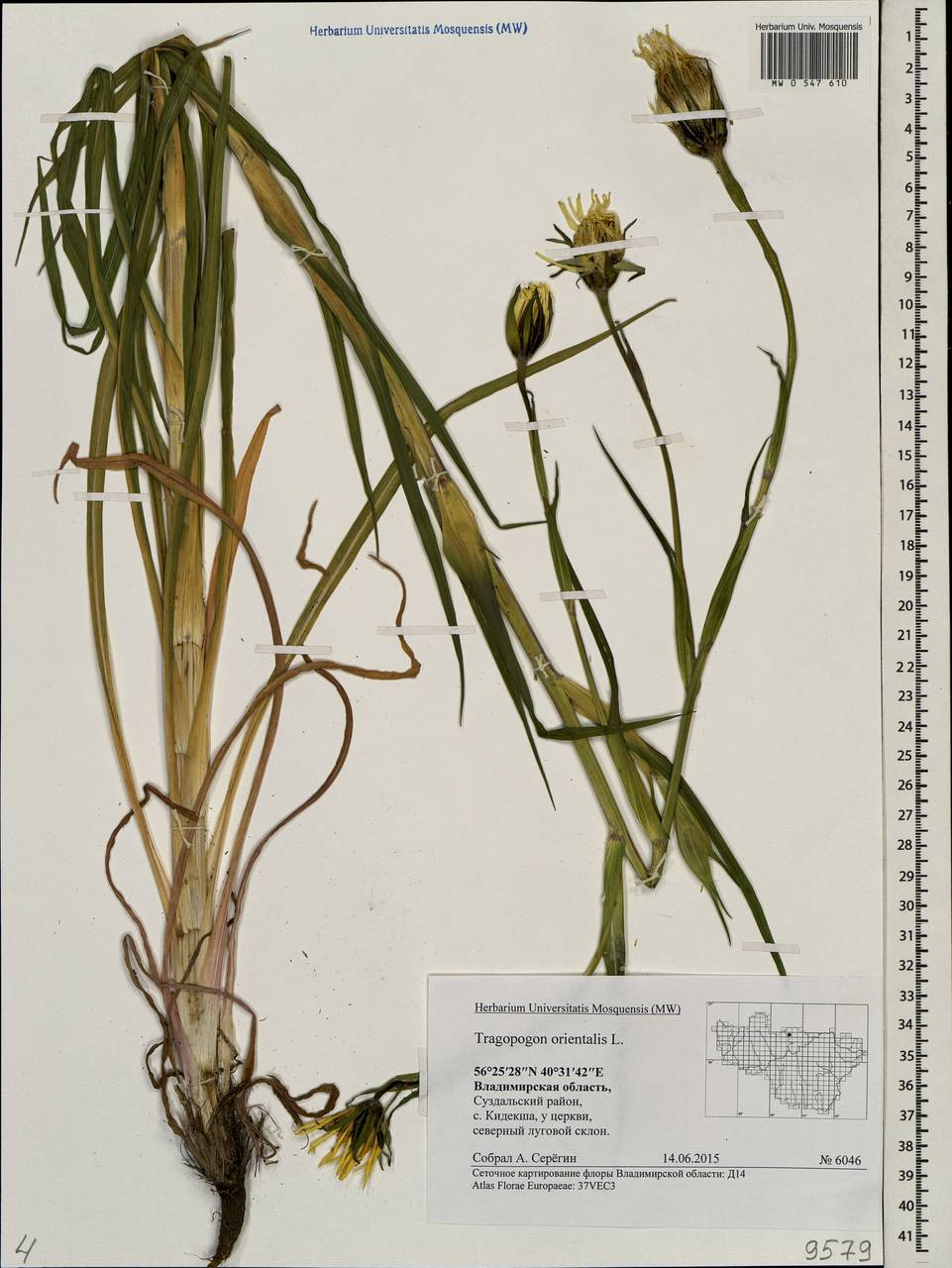 Tragopogon orientalis L., Eastern Europe, Central region (E4) (Russia)