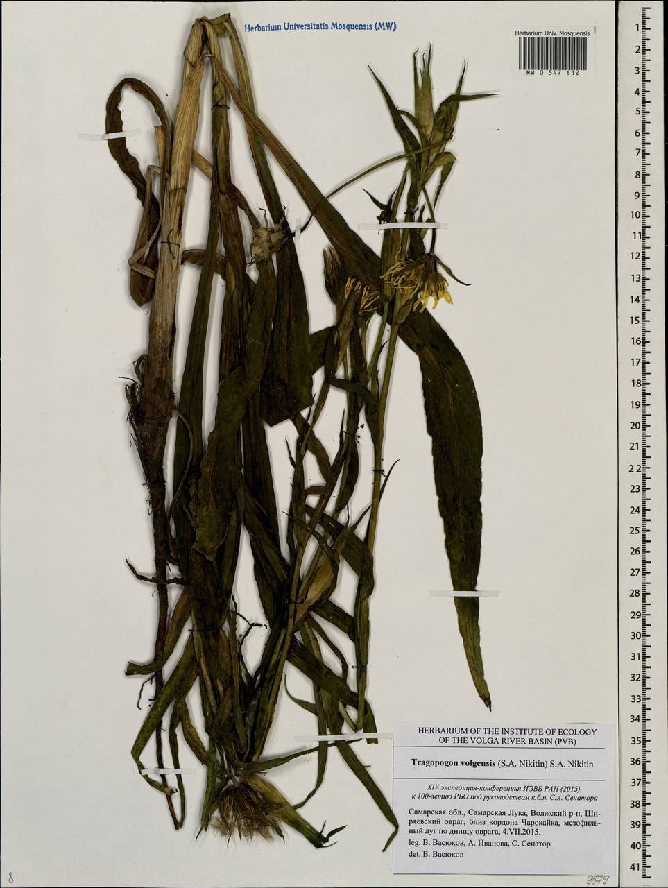 Tragopogon podolicus Besser ex DC., Eastern Europe, Middle Volga region (E8) (Russia)