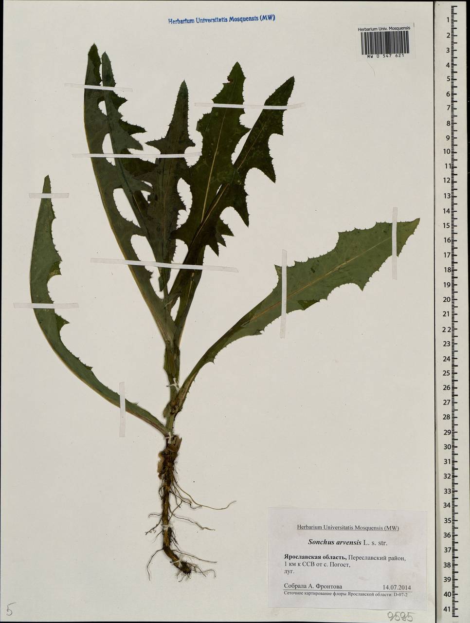 Sonchus arvensis L., Eastern Europe, Central forest region (E5) (Russia)