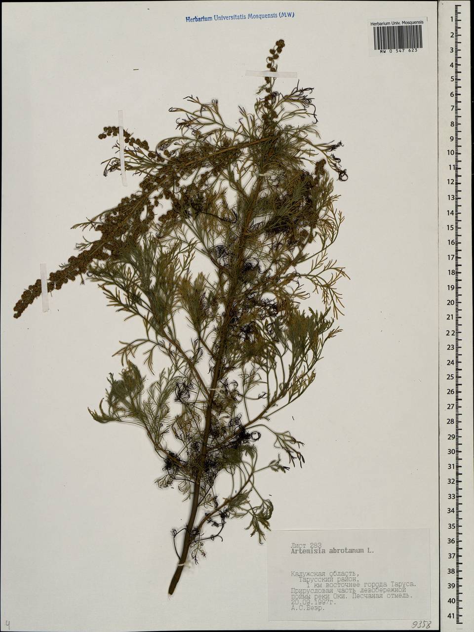 Artemisia abrotanum L., Eastern Europe, Central region (E4) (Russia)
