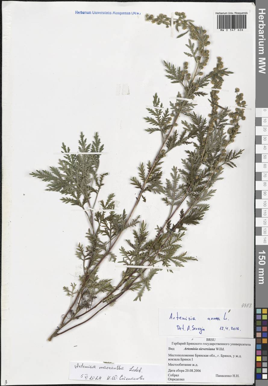 Artemisia macrantha Ledeb., Eastern Europe, Western region (E3) (Russia)