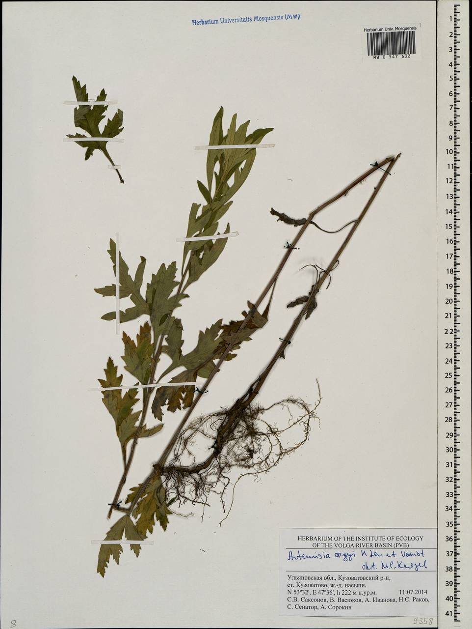 Artemisia argyi H. Lév. & Vaniot, Eastern Europe, Middle Volga region (E8) (Russia)