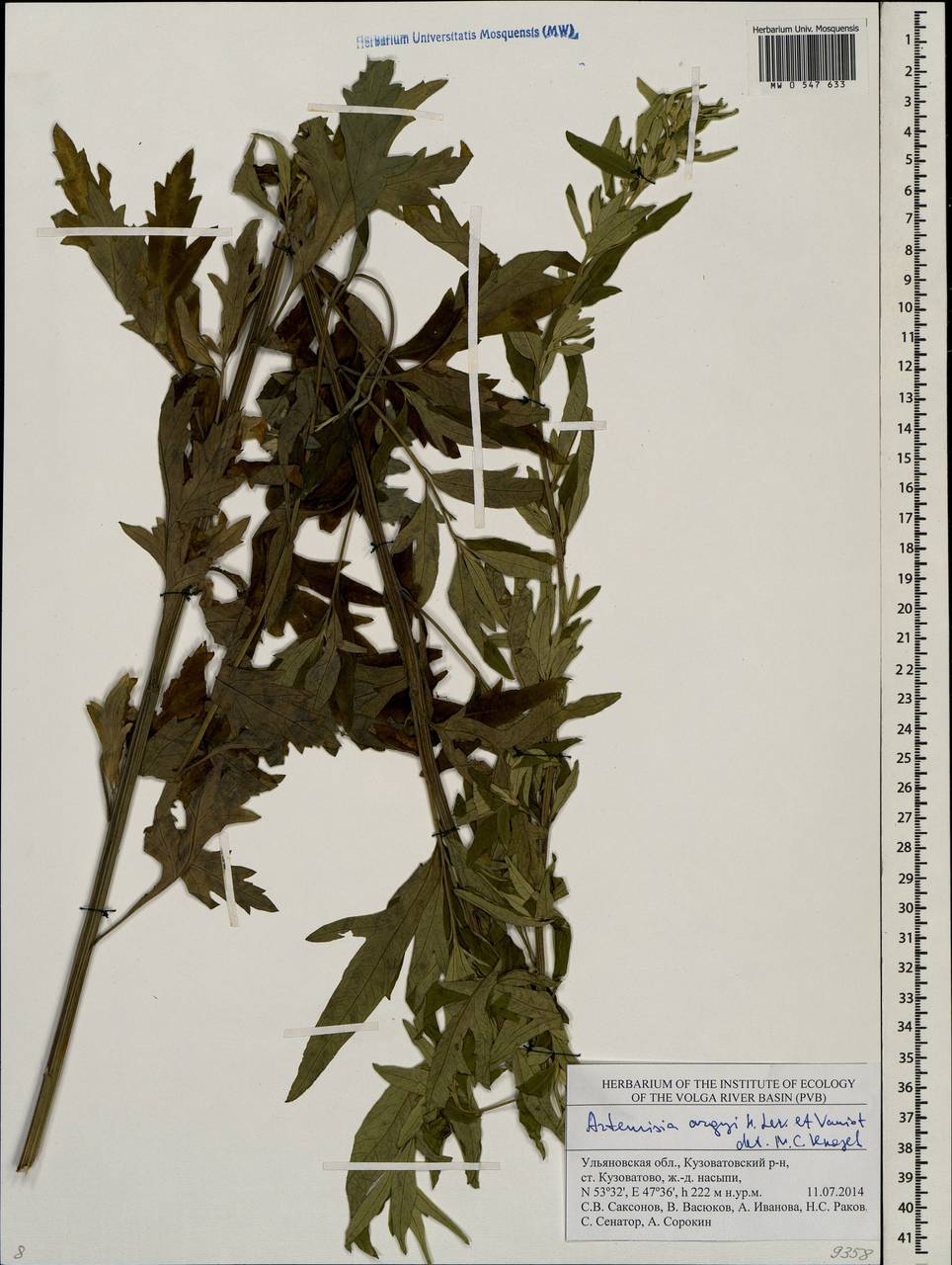 Artemisia argyi H. Lév. & Vaniot, Eastern Europe, Middle Volga region (E8) (Russia)
