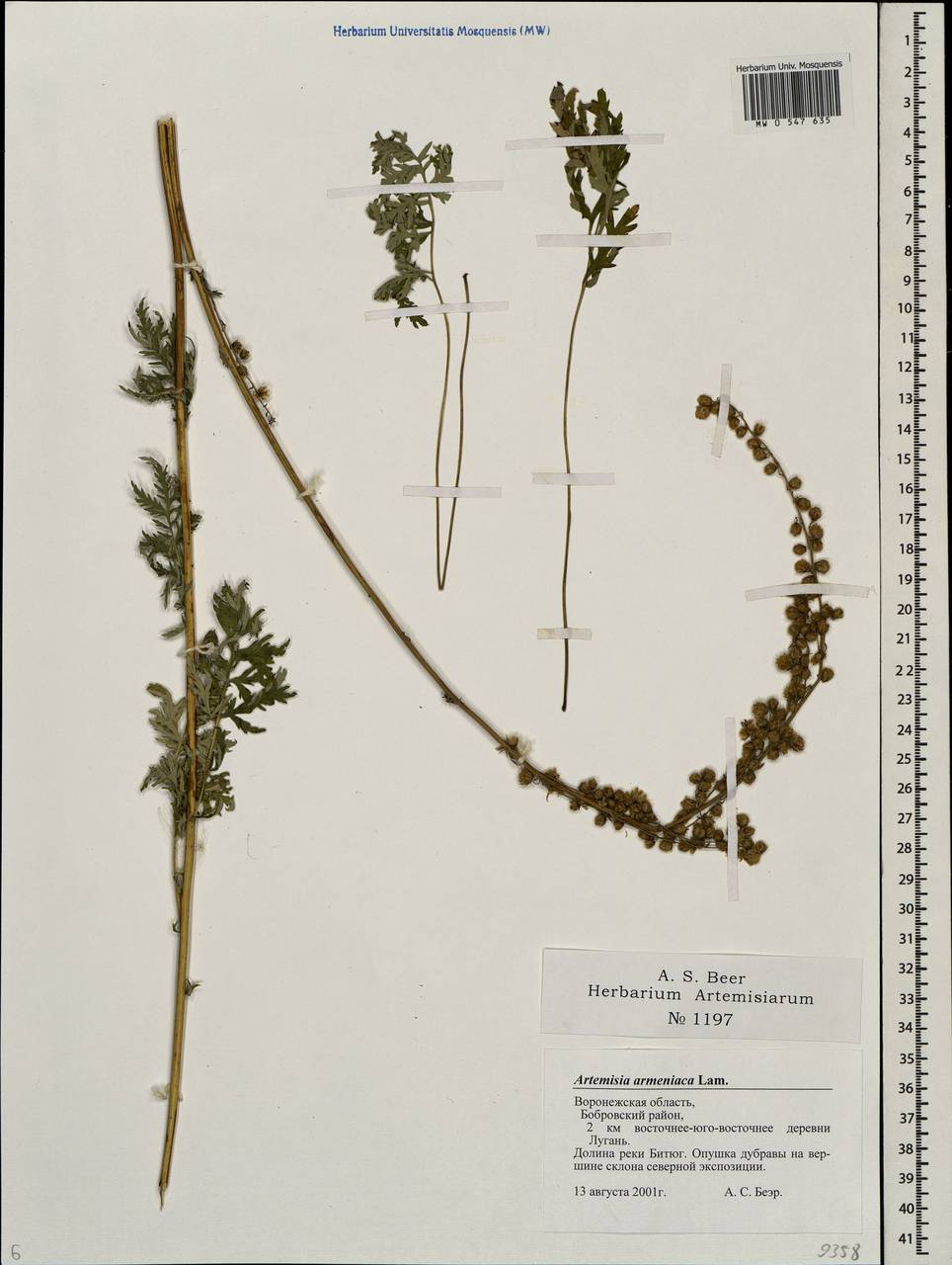 Artemisia armeniaca Lam., Eastern Europe, Central forest-and-steppe region (E6) (Russia)