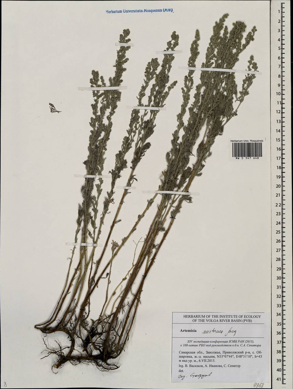 Artemisia austriaca Jacq., Eastern Europe, Middle Volga region (E8) (Russia)