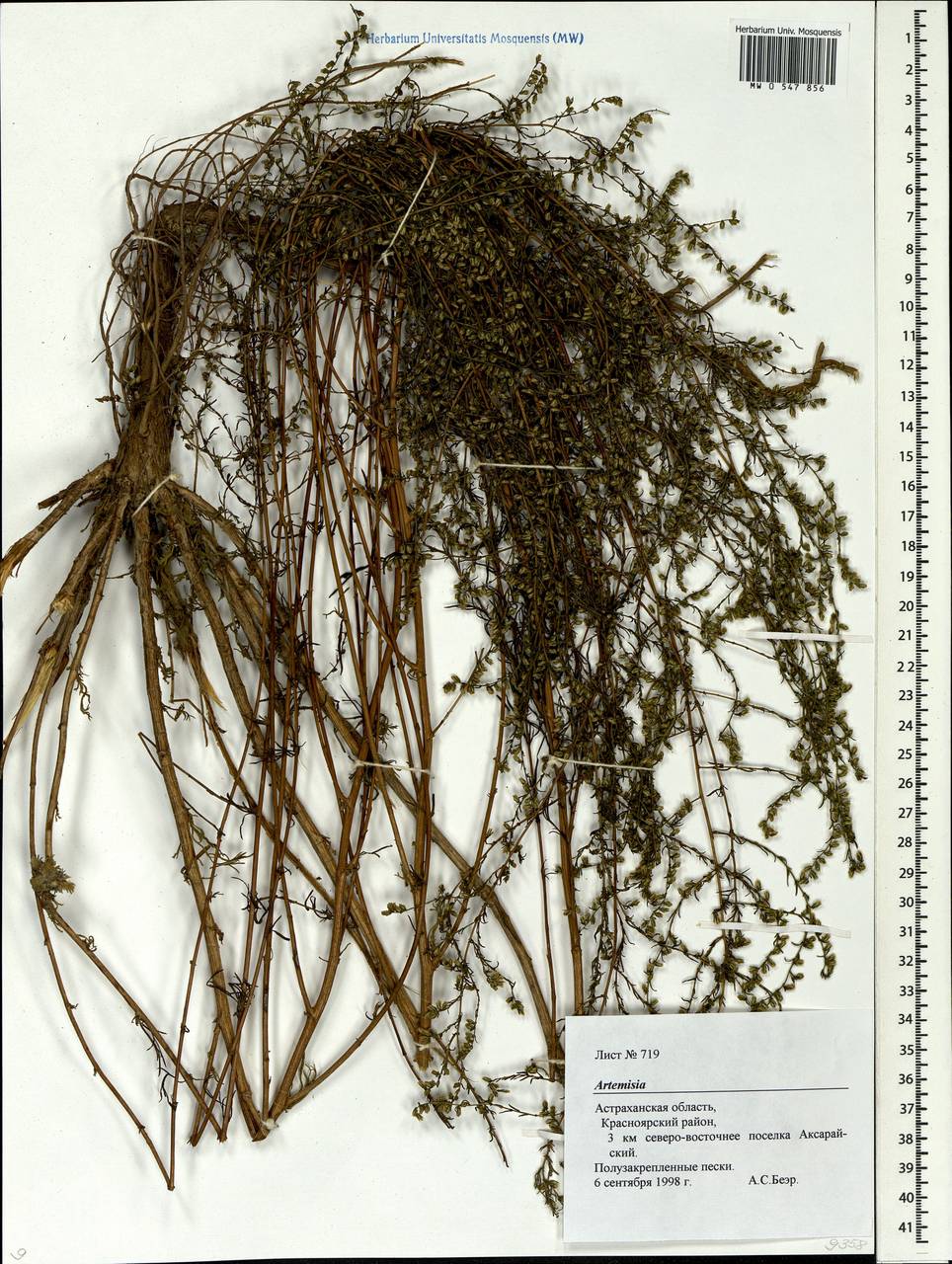 Artemisia, Eastern Europe, Lower Volga region (E9) (Russia)